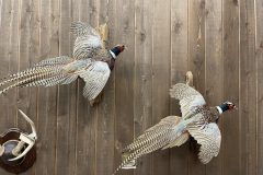 IMG_2899-scaled